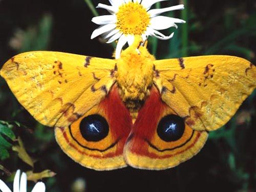 Motyl